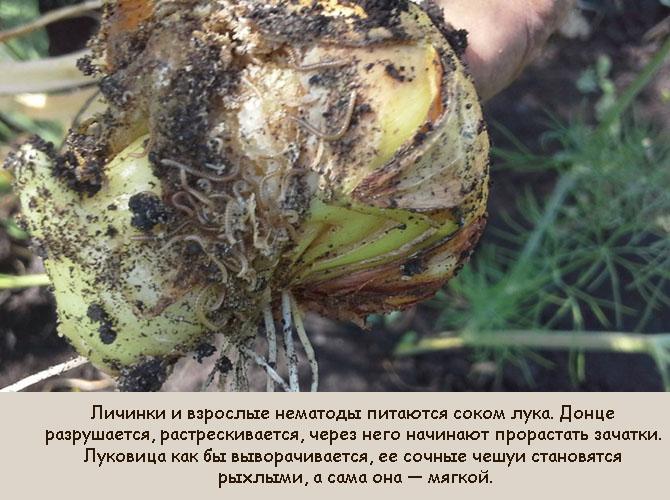 Луковая нематода